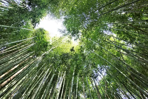 竹林 4K桌布 · nature · 3840×2560