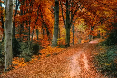 Sfondo Sentiero nel Bosco Autunnale 4K · autumn · 3840×2560