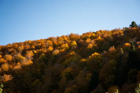 Sfondo Sentiero nel Bosco Autunnale 4K · autumn · 3840×2561