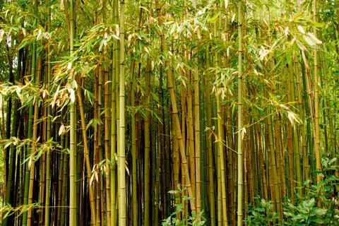 竹林 4K壁纸 · nature · 3840×2560