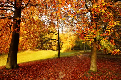 والپیپر مسیر جنگل پاییزی با کیفیت 4K · autumn · 3840×2560