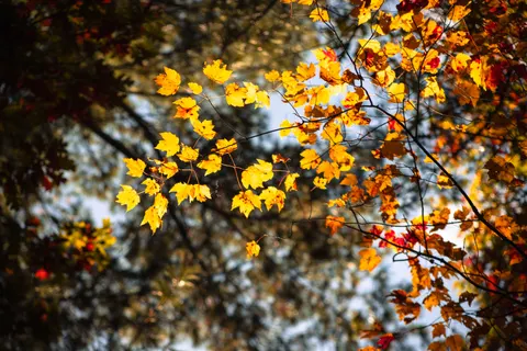 Sfondo Sentiero nel Bosco Autunnale 4K · autumn · 3840×2560