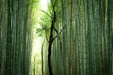 竹林 4K桌布 · nature · 3840×2560