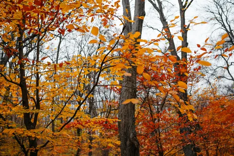 Sfondo Sentiero nel Bosco Autunnale 4K · autumn · 3840×2560