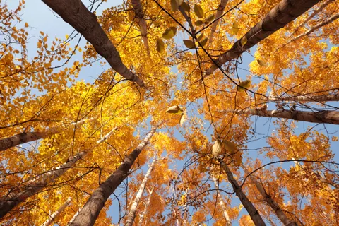 Sfondo Sentiero nel Bosco Autunnale 4K · autumn · 3840×2560