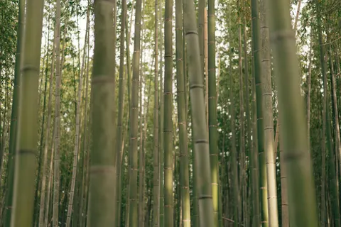 竹林 4K桌布 · nature · 3840×2560