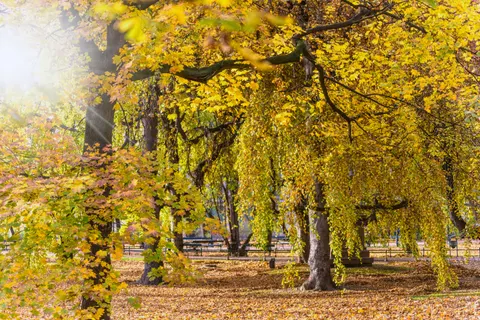 والپیپر مسیر جنگل پاییزی با کیفیت 4K · autumn · 3840×2563
