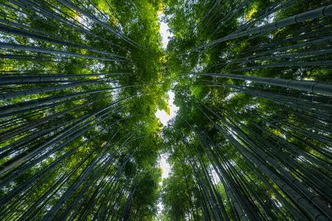 竹林 4K桌布 · nature · 3840×2561