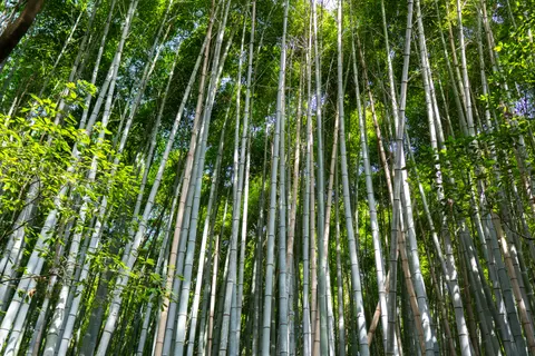 竹林 4K桌布 · nature · 3840×2560