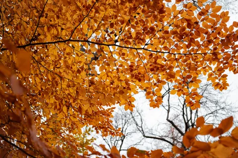 والپیپر مسیر جنگل پاییزی با کیفیت 4K · autumn · 3840×2560