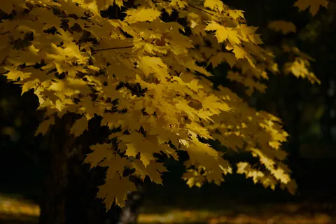 Autumn Forest Path 4K Wallpaper · autumn · 3840×2560