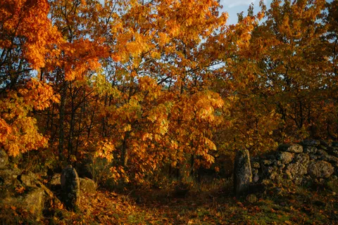 Sfondo Sentiero nel Bosco Autunnale 4K · autumn · 3840×2560