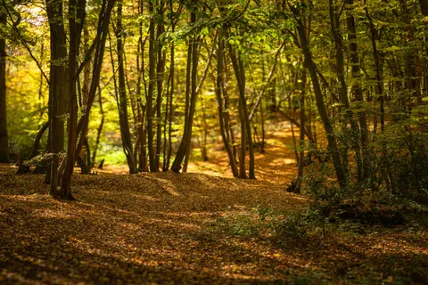 Sfondo Sentiero nel Bosco Autunnale 4K · autumn · 3840×2560