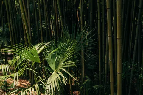 竹林 4K桌布 · nature · 3840×2563