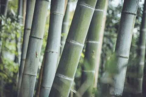 竹林 4K桌布 · nature · 3840×2560