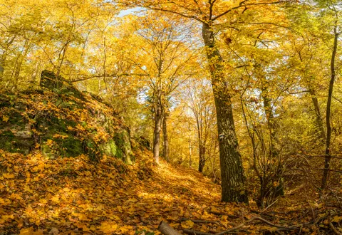 Autumn Forest Path 4K Wallpaper · autumn · 3840×2636