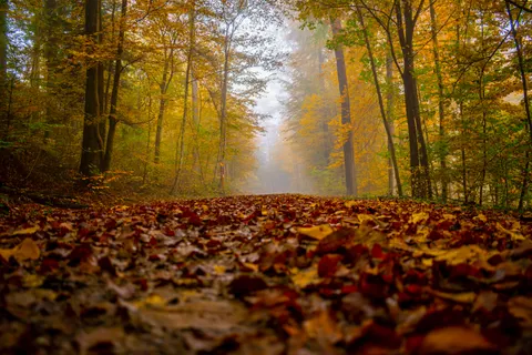 Sfondo Sentiero nel Bosco Autunnale 4K · autumn · 3840×2560