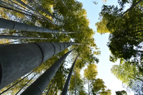 竹林 4K壁纸 · nature · 3840×2560