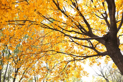 والپیپر مسیر جنگل پاییزی با کیفیت 4K · autumn · 3840×2560