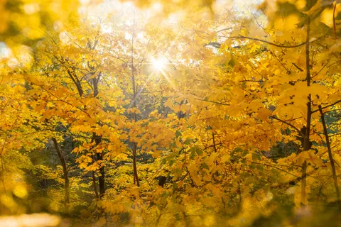 والپیپر مسیر جنگل پاییزی با کیفیت 4K · autumn · 3840×2560