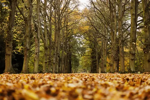 Sfondo Sentiero nel Bosco Autunnale 4K · autumn · 3840×2560
