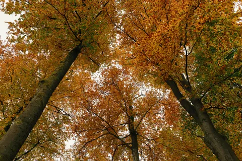 Herbstlicher Waldweg 4K Hintergrundbild · autumn · 3840×2560