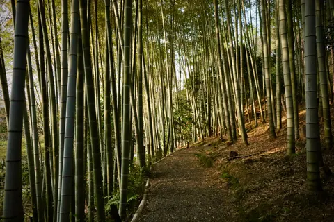 竹林 4K桌布 · nature · 3840×2560