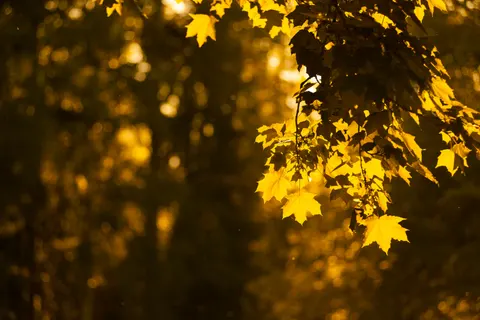 Herbstlicher Waldweg 4K Hintergrundbild · autumn · 3840×2563