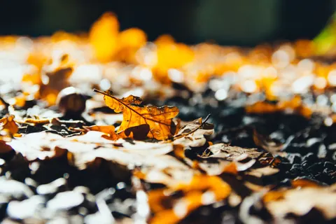 والپیپر مسیر جنگل پاییزی با کیفیت 4K · autumn · 3840×2560