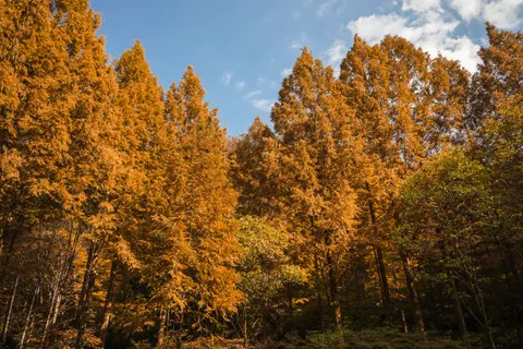 والپیپر مسیر جنگل پاییزی با کیفیت 4K · autumn · 3840×2560