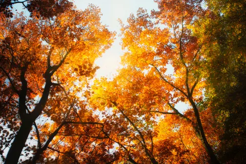 والپیپر مسیر جنگل پاییزی با کیفیت 4K · autumn · 3840×2560