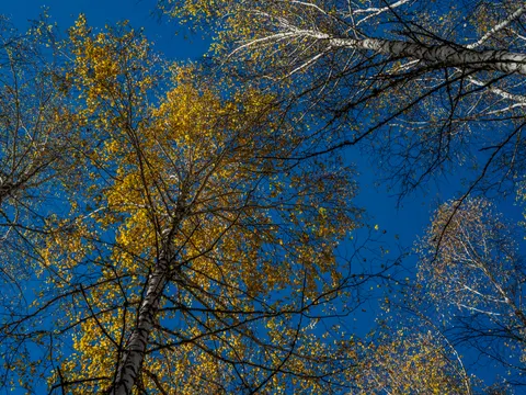 Sfondo Sentiero nel Bosco Autunnale 4K · autumn · 3840×2880
