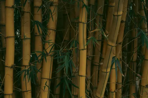 竹林 4K壁纸 · nature · 3840×2560