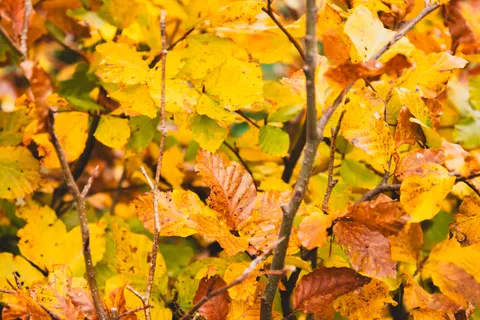 Sfondo Sentiero nel Bosco Autunnale 4K · autumn · 3840×2560