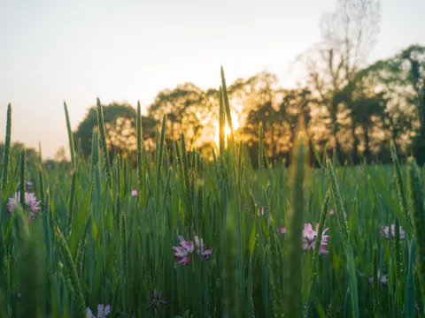 خلفية حقل ريفي بدقة 4K · nature · 3840×2878
