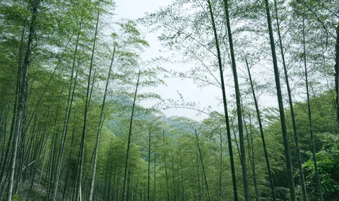 竹林 4K桌布 · nature · 3840×2277