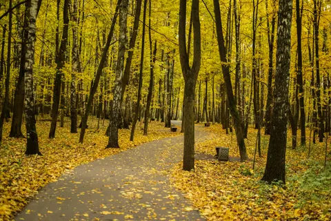 Herbstlicher Waldweg 4K Hintergrundbild · autumn · 3840×2563