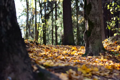 Sfondo Sentiero nel Bosco Autunnale 4K · autumn · 3840×2560