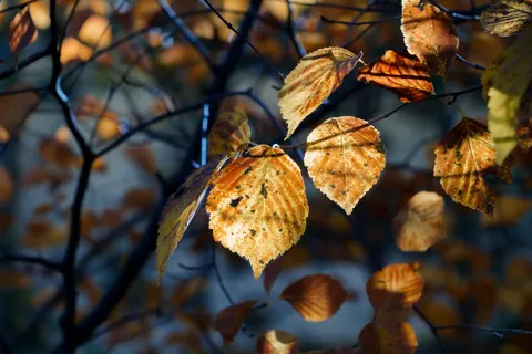 Autumn Forest Path 4K Wallpaper · autumn · 3840×2561