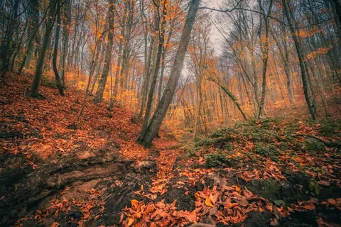 Sfondo Sentiero nel Bosco Autunnale 4K · autumn · 3840×2560