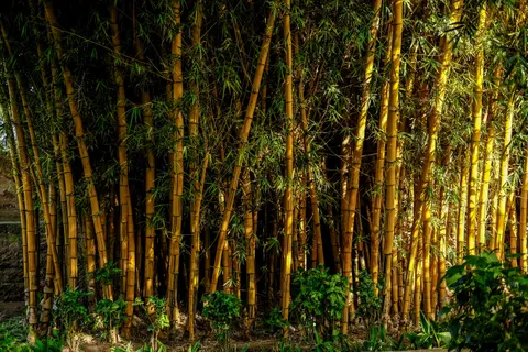 竹林 4K桌布 · nature · 3840×2560