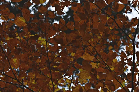والپیپر مسیر جنگل پاییزی با کیفیت 4K · autumn · 3840×2560