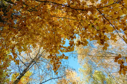 Sfondo Sentiero nel Bosco Autunnale 4K · autumn · 3840×2560
