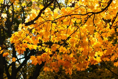 والپیپر مسیر جنگل پاییزی با کیفیت 4K · autumn · 3840×2560