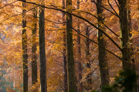 Autumn Forest Path 4K Wallpaper · autumn · 3840×2552