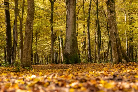 Autumn Forest Path 4K Wallpaper · autumn · 3840×2560