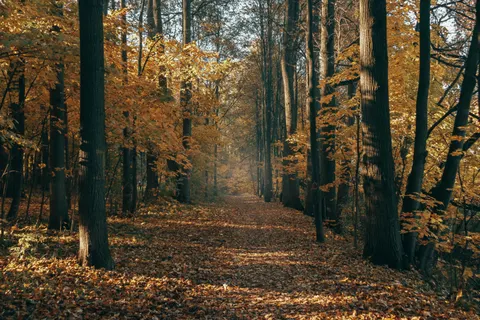 والپیپر مسیر جنگل پاییزی با کیفیت 4K · autumn · 3840×2560