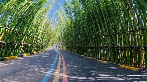 竹林 4K壁纸 · nature · 3840×2160