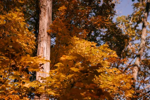 والپیپر مسیر جنگل پاییزی با کیفیت 4K · autumn · 3840×2560