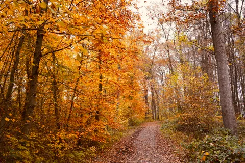Sfondo Sentiero nel Bosco Autunnale 4K · autumn · 3840×2560